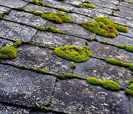 mousse-toiture-ardoise roof cleaning
